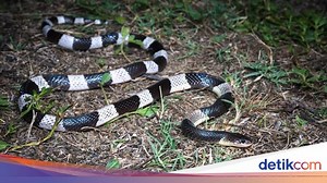 Ular Weling Apakah Berbisa Mematikan? Ini Bahaya dan Cara Mengatasinya