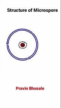 Microsporogenesis | Structure of Microspore