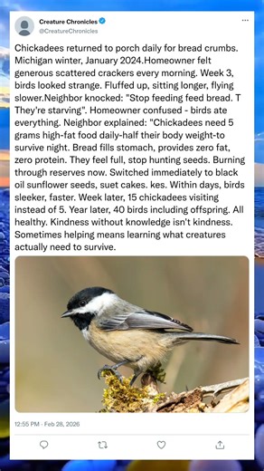 This Tiny Bird Eats Half Its Weight Every Day!#Chickadee #BirdFacts #NatureAmazing