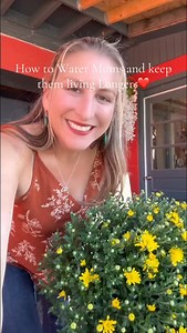 Soak your new beautiful Mums for 20-30 minutes in a bucket of water as soon as you bring them home and every day to every other day to keep them lasting longer. Never water from the top. ❤️ Hardy Mums on Sale $12 Open Wednesday-Friday 11-5p, Saturday 10-4p 517 North Perry Street Johnstown NY #MumSale #Chrysanthemums #FallFlowers #AutumnBlooms #GardenSale #FallPlantSale #PerennialSale #FlowerSale #SeasonalFlowers #GardenDeals Audience/Location Targeted (customize these): #PlantLovers #GardenersOf