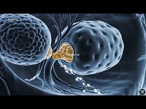 Male Reproductive System 3D Animation Video Explained | Sperm Production & Hormones (Full Anatomy)