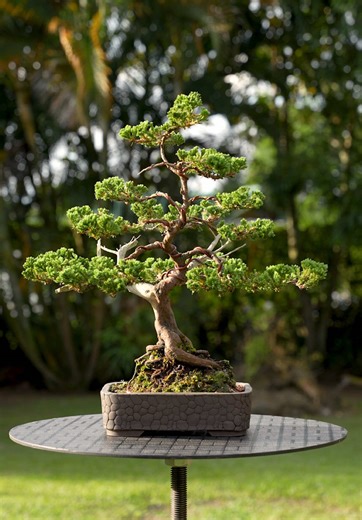 Bonsái Juniperus Squamata Moyogi: Un Año de Creación