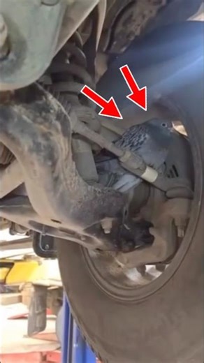 Why are there birds here?#car #bird #service #mechanic #diy #machine