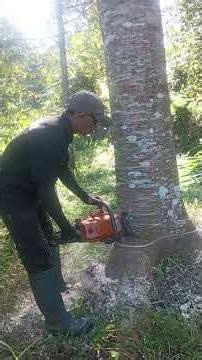 Fast technique to knock down sengon trees, New West 598XP full power,#automobile #wood #woodworking