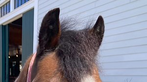 4.7K views · 113 reactions | PLEASE SHARE: Dory is a 21 year old...