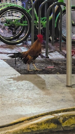 33K views · 972 reactions | On Duval Street... Walking past the closed bars... When I hear it... My buddy the rooster. Standing outside Irish Kevin's. Cock-a-doodle-doo-ing like he wants them to OPEN. Dude's got his priorities straight. This is Key West at its finest. Comment "ROOSTER" if you've met this legend  #DuvalStreet #KeyWest #FBLifestyle #IslandLife #KeyWestRooster #IrishKevins #SleeplessInParadise | Florida Keys Resorts | Facebook