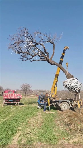 A large tree was lifted by a crane and loaded onto a truck.