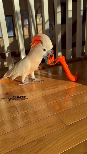 Barney the snake hunter 😂 #barneythewestcoastcockatoo #cockatoo | Barney the West Coast Cockatoo