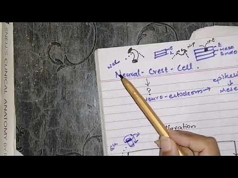 Neural crest cells and its derivatives #origin #migration #pathways