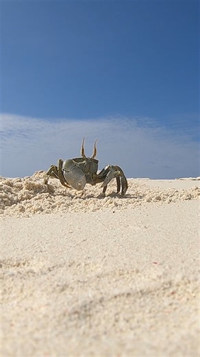 Start off the weekend and join this horned ghost crab as he soaks up the sand and sun! CHANGING SEAS #soothingnature #crab #coastalcreatures #marinelife #nature | WPBT2 South Florida PBS | Facebook