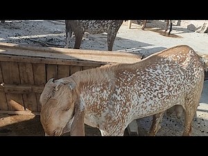 Goat Farming on the Roof.23.09