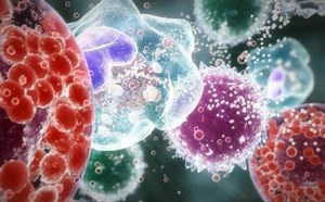 【AP Biology】CELL 1: Microscopy, Eukaryotes, Prokaryotes, Fractionation