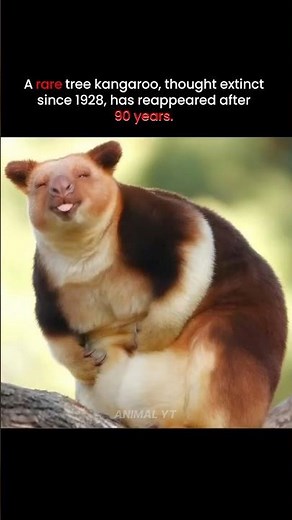 Nature’s Miracle! Rare Tree Kangaroo Reappears 😮 #viral #shorts #youtube #video