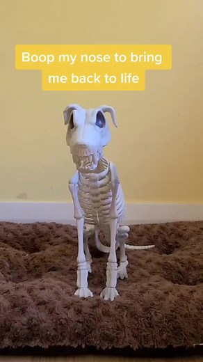 can you help? #ShowYourAge #tiktok #dogsoftiktok #foryou #mutt