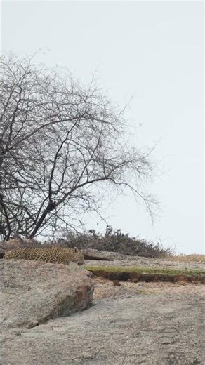 Leopard Walk 🐆🌿 | Silent Steps of a Predator