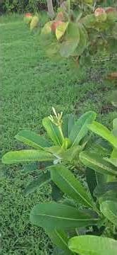 Growing Frangipani from Cuttings