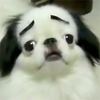 Dogs with Eyebrows | Know Your Meme