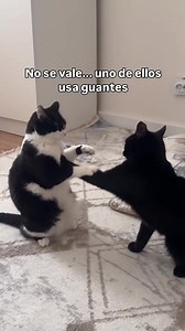 23 reactions | 藍 #meme #risa | BiciVentas - Las Tunas | Facebook