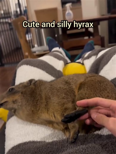 Adorable Hyrax Moments: Understanding These Cuddly Creatures