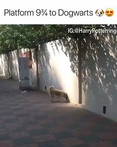 Where is your Hairy Plotter's Platform 9¾﻿﻿? Under a fence, house, bed or couch? BTW we have no idea where this passage to Dogwarts is (definitely not London's King's Cross station!). | Dog Lovers Festival