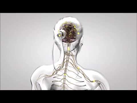 Découverte du système nerveux