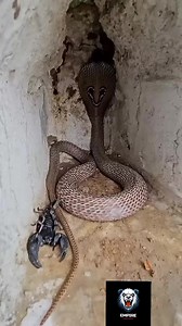 Serpant vs Scorpion. #reelsvideoシ #animaux #fyp #serpent #Scorpion | Sauvage empire