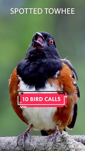 Learn 10 Bird Calls to Identify Feathered Friends 🐦