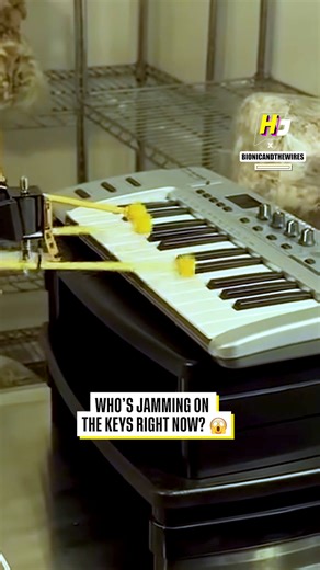 7.2K views | The Best Keyboard Player In Town | Hollywood Journal | Facebook