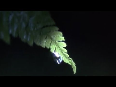 Snow Falling on Cedars (1999) - 'Hatsue and Ishmael Kiss' scene