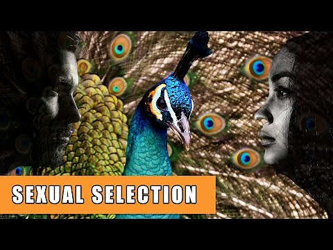 Sexual Selection in Humans