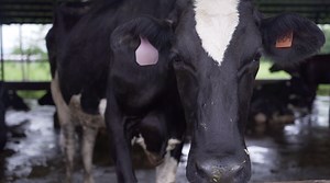 Real Fresh Dairy Farm: The Importance of Quality in Philippine Dairy