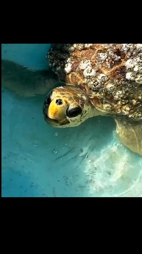 Turtle trapped in barnacles gets a gentle rescue glow! #shorts #turtlerescue #seaturtles