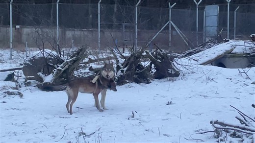 Exploring the Magic of Wolves in Winter