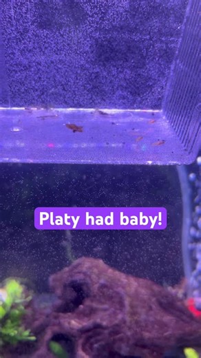 Platy gave birth to some fry!