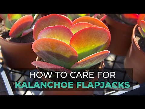 BEST TIPS | HOW TO GROW AND CARE FOR KALANCHOE FLAPJACKS | PADDLE PLANT