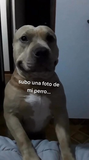 616K views · 40K reactions | Se me avalanchan en el carro  #vikingo606 #perro #humor #mascotas #americanbully #perros #mascota #perrosbonitos | Vikingo606 | Facebook