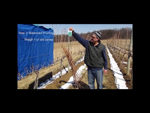 Grape Pruning