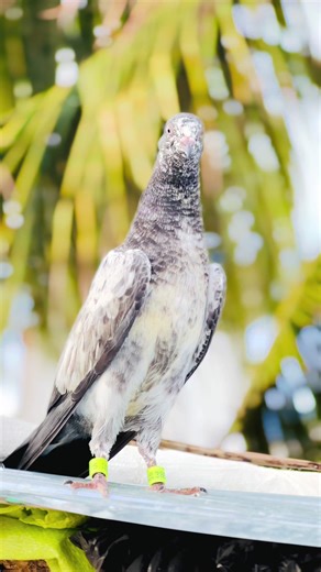 Teddy Young Chick Care Tips for Beginners