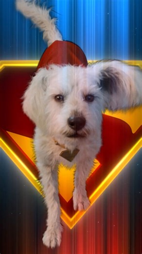 2.8K views · 31 reactions | He’s arrived! Superman is now streaming on HBO Max. Learn more at Optimum.com/tv | Optimum | Facebook