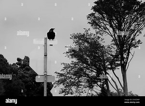 Back of a stop sign Black and White Stock Photos & Images - Alamy