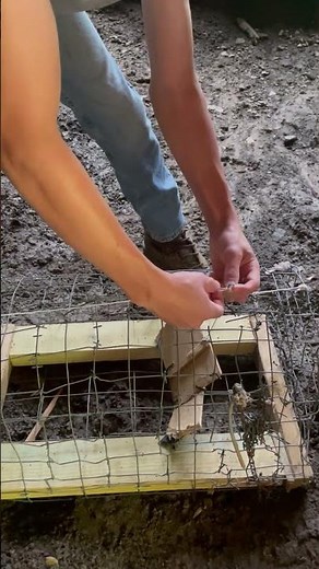 Setting homemade rabbit trap🐇