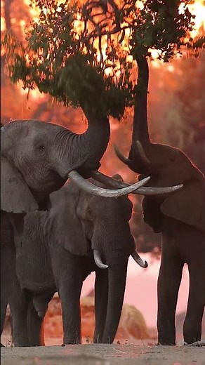East Africa vs Southern Africa safari? | Africa Geographic