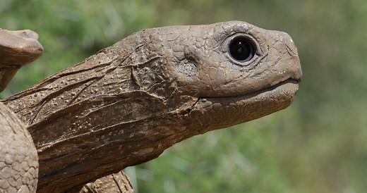 Spy in the Wild | Episode 1 | Love