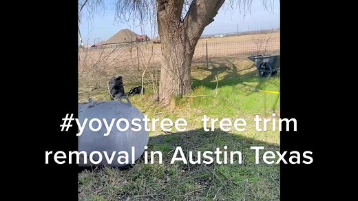 Tree Removal Process in Austin, Texas: A Step-by-Step Guide