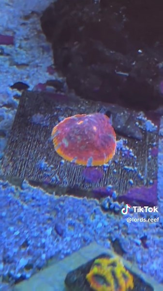 Why Do Corals Glow? The Magic of Fluorescent Colors
