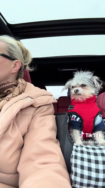 Teacup Dogs: Meet Ruby and Her Adorable Friends