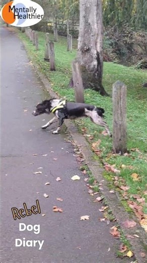 Start Your Day Better (Be More Dog) #healthsystem #mentallyhealthier