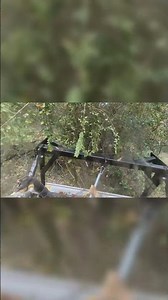 See the power of a skid steer forestry mulcher in action #skidsteer #machinery