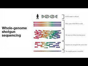 Biotechnology 1 – DNA Sequencing