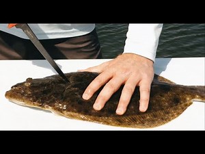 How to fillet a fluke